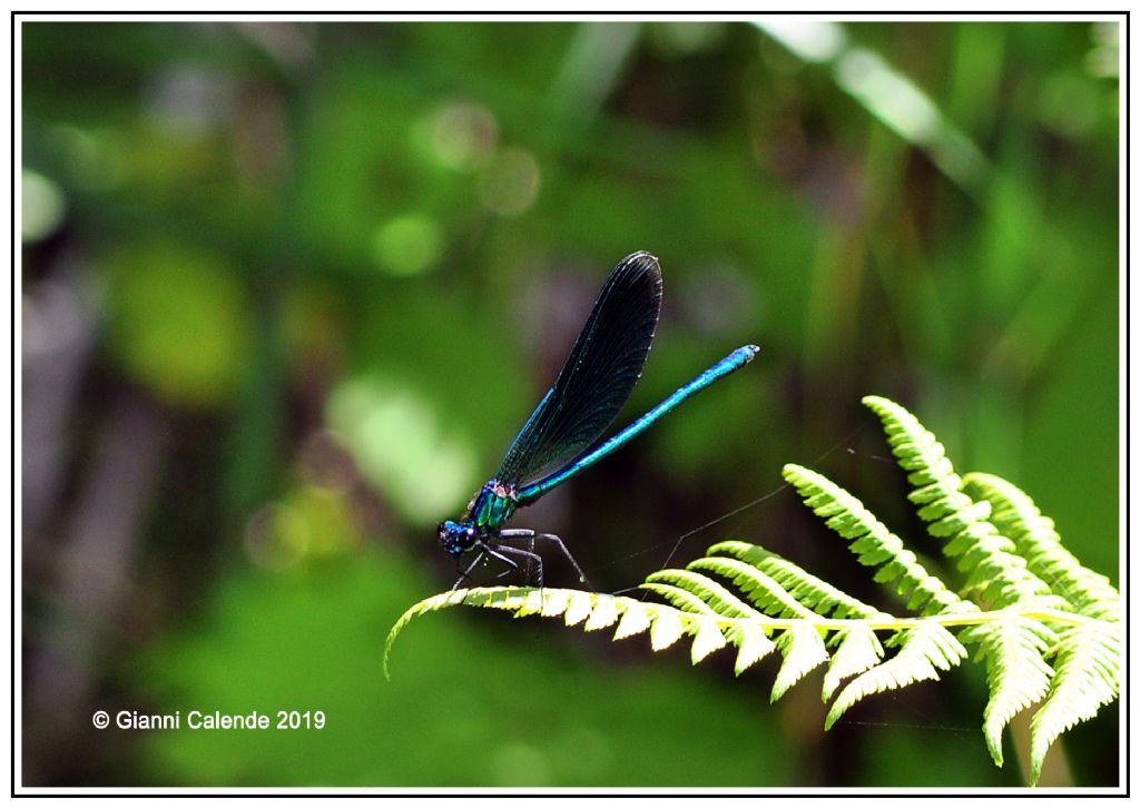 Calopteryx splendens ♂ (Calopterygidae)?  S !